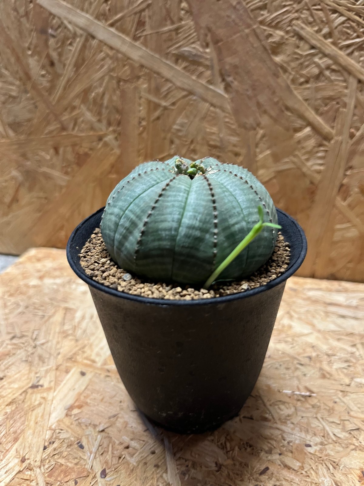 ユーフォルビア オベサ | GREEN LUCK