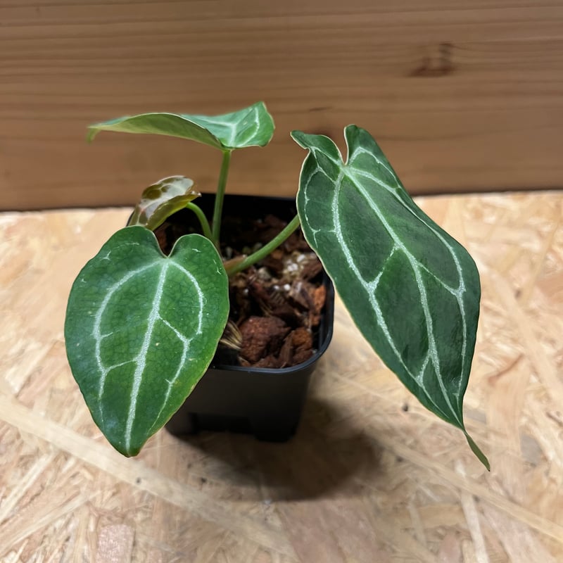 アンスリウム クリスタリナム | GREEN LUCK