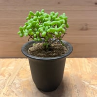 ボンテンマル　鉢込みマクロプス 楽天市場】コーデックス：キフォステンマ ウター マクロプス