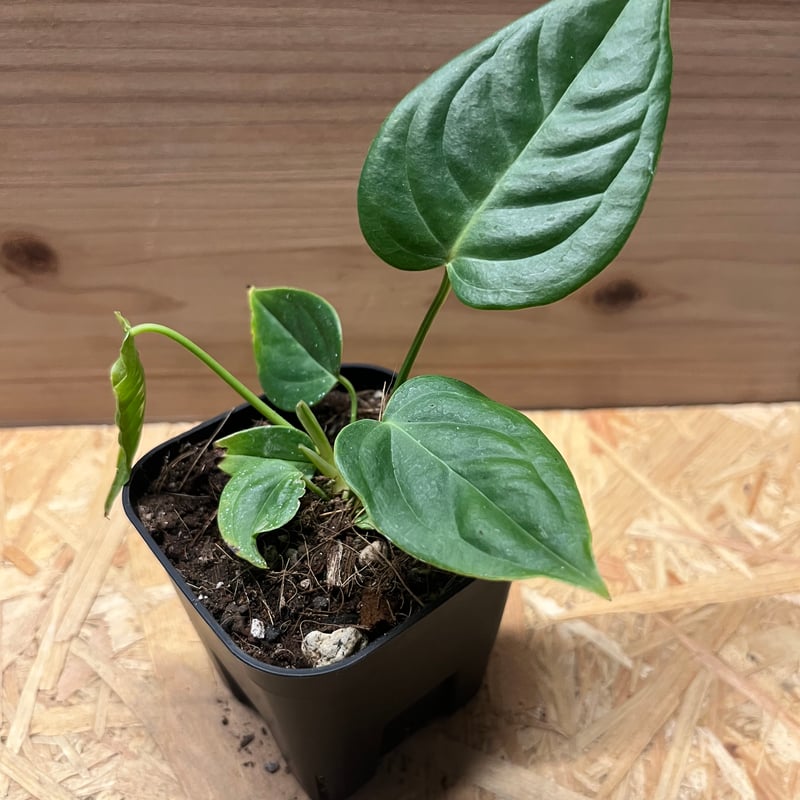 アンスリウム ベイチー | GREEN LUCK