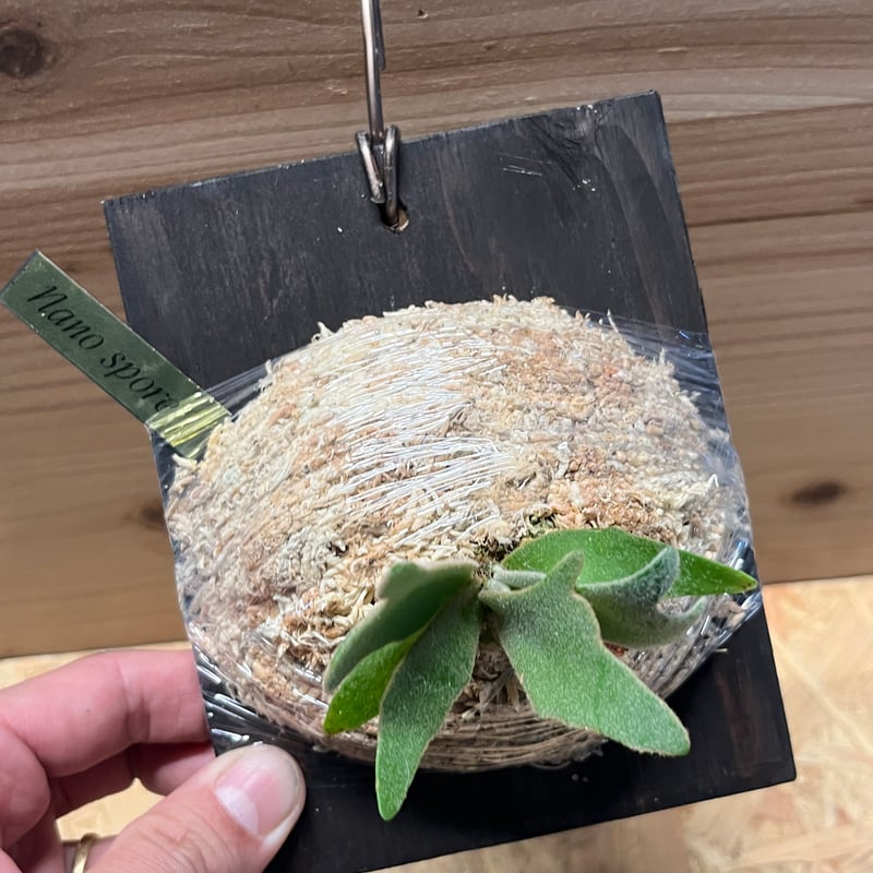 ビカクシダ ウィリンキー ナノ スポア | GREEN LUCK