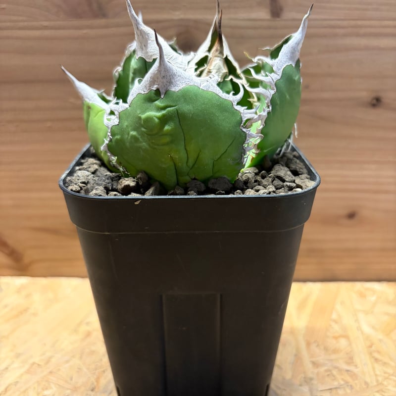 アガベ オテロイ オアハカ | GREEN LUCK