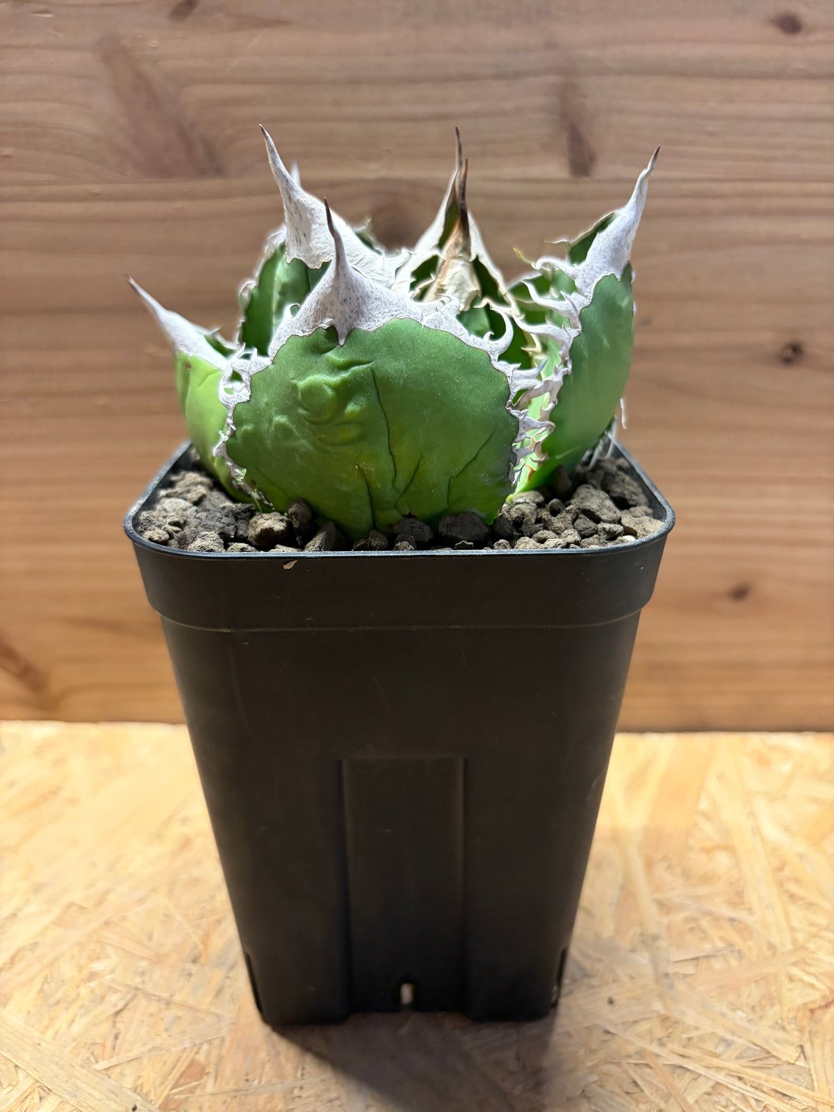 アガベ オテロイ オアハカ | GREEN LUCK