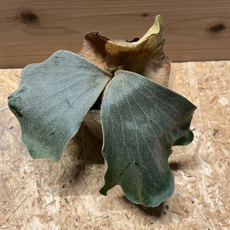 ビカクシダ エレファントティス アンゴレンセ | GREEN LUCK