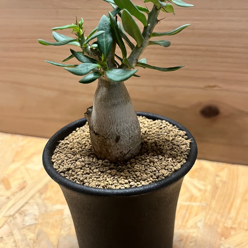 パキポディウム ビスピノーサム | GREEN LUCK