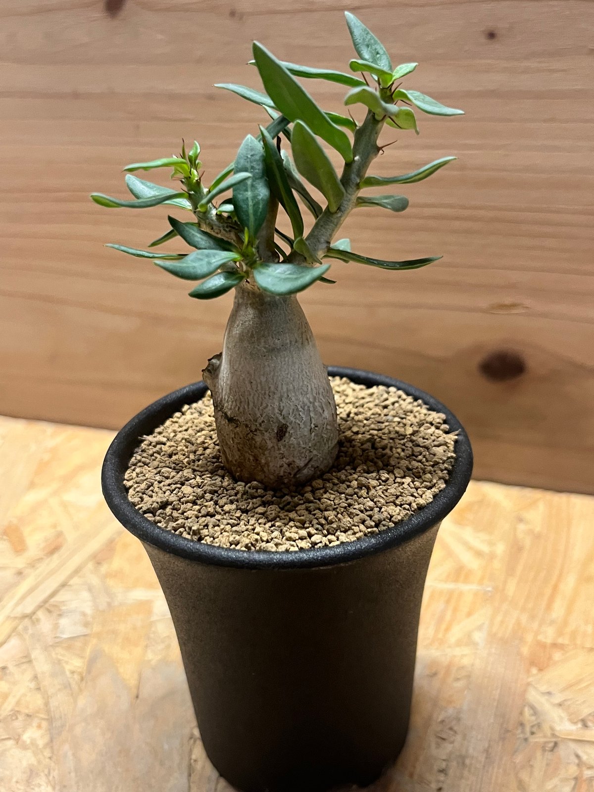 パキポディウムビスピノーサム パキポディウムビスピノーサム | STORES