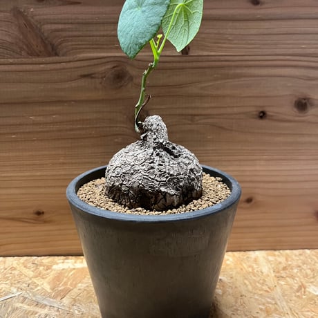 大株・美株】ステファニア スベローサ Stephania suberosa