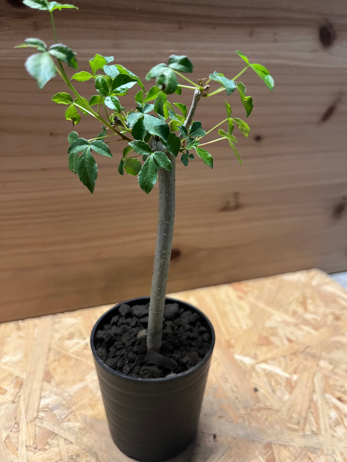 コミフォラ ミルドブラエディ コミフォラ ミルドブラエディ② | X−PLANTS