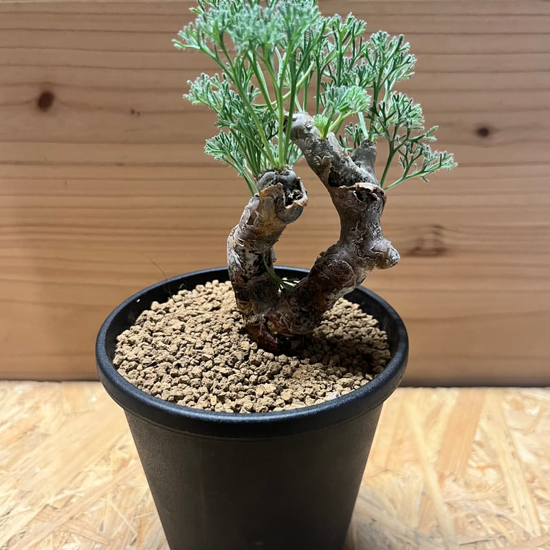 モンソニア ムルチフィダ | GREEN LUCK