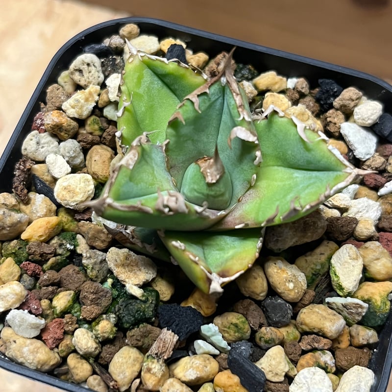 アガベ チタノタ 清櫻 | GREEN LUCK