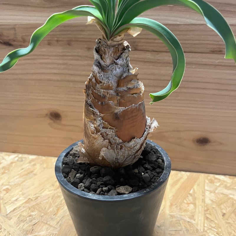 ブーファン ディスティチャ | GREEN LUCK