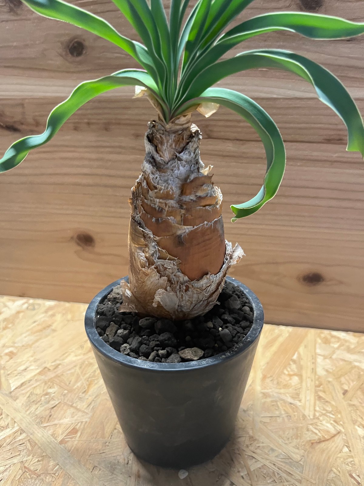 ブーファン ディスティチャ | GREEN LUCK