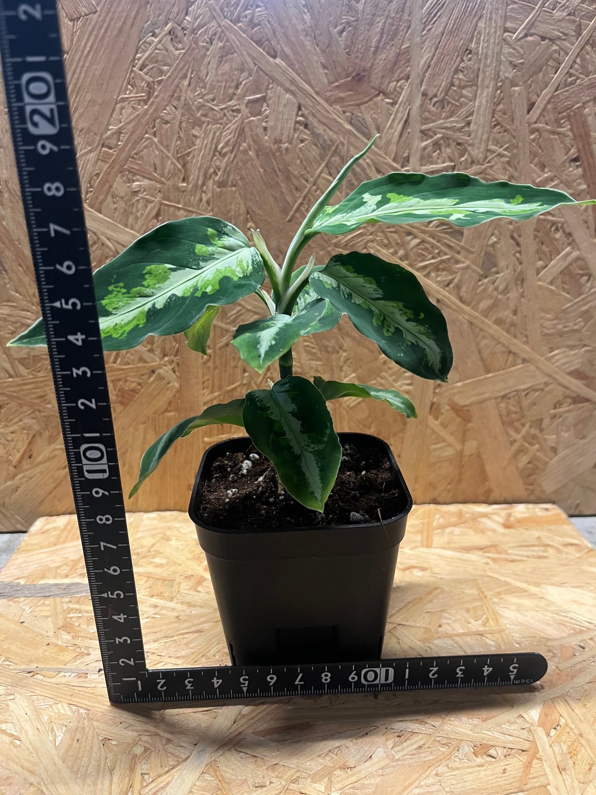 アグラオネマ ピクタム トリカラー | GREEN LUCK