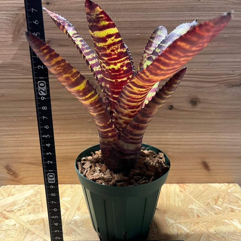 ネオレゲリア ハンニバルレクター | GREEN LUCK