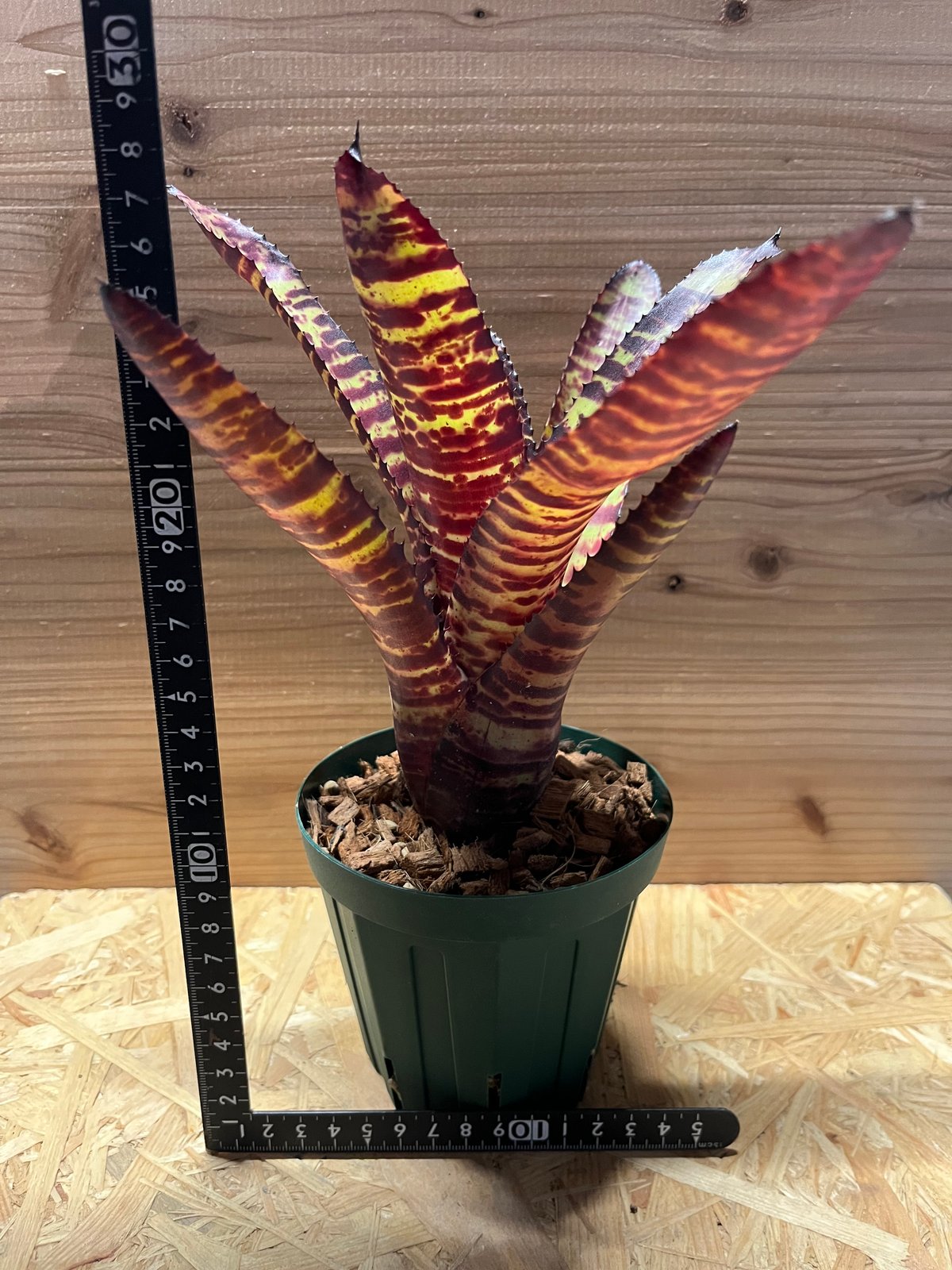 ネオレゲリア ハンニバルレクター | GREEN LUCK