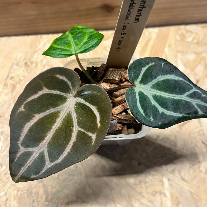 アンスリウム カーラブラッキー ナロー | GREEN LUCK