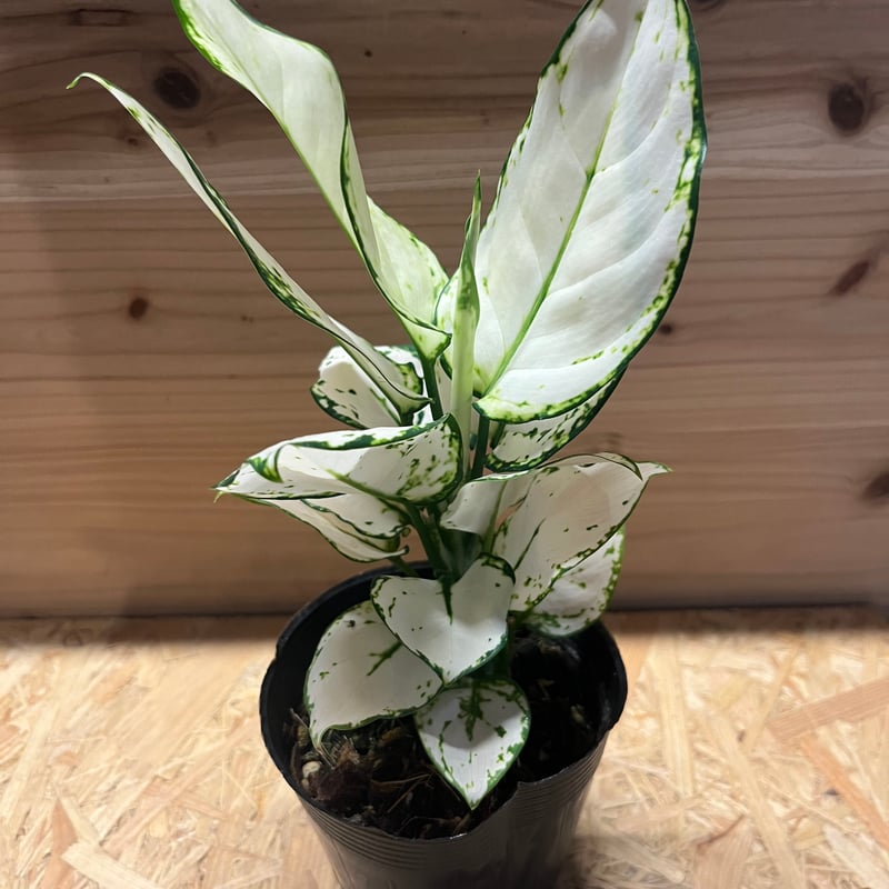 アグラオネマ ホワイトバレンタイン | GREEN LUCK