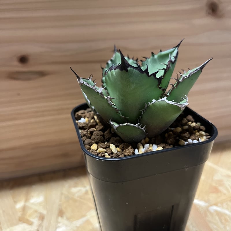 アガベ チタノタ ブラックファイヤー | GREEN LUCK