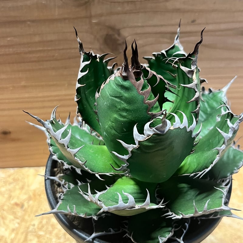 アガベ ホリダ | GREEN LUCK