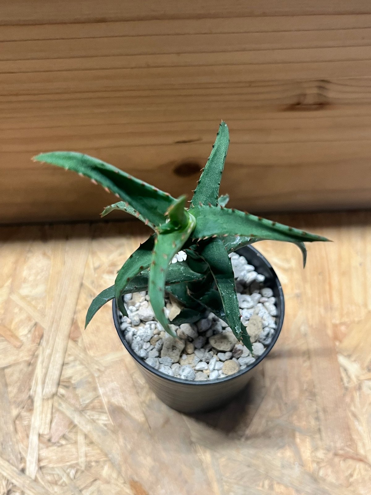 十兵衛×カスティロニアエ 植物 十兵衛×カスティロニアエ 植物