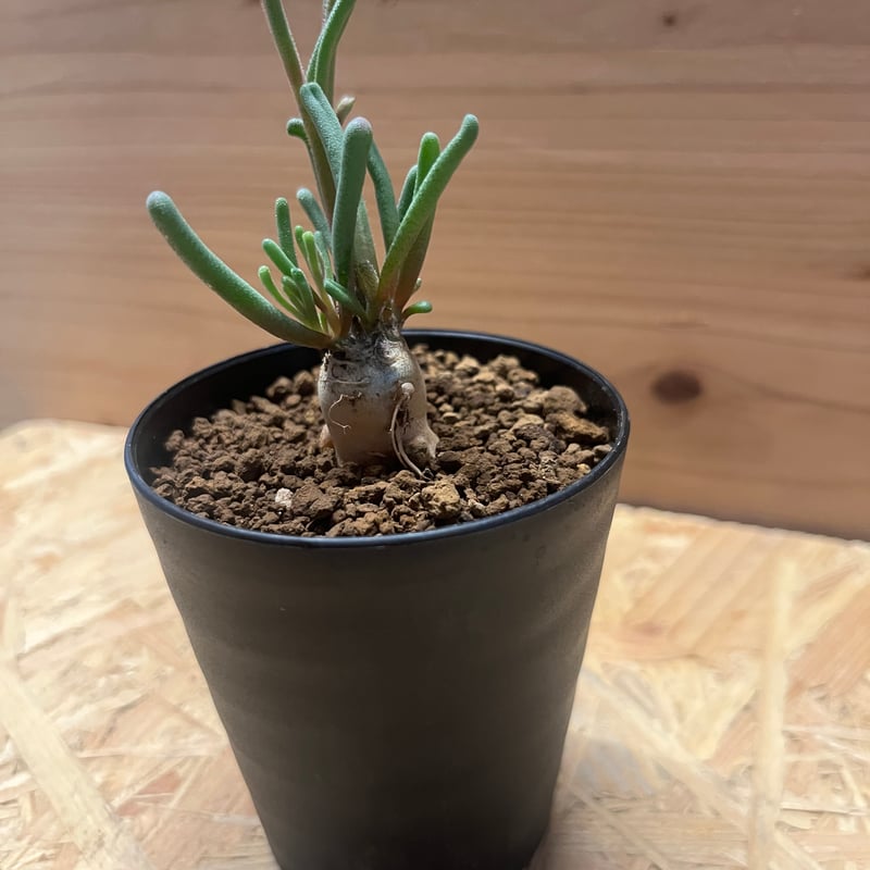 フィロボルス テヌイフロルス | GREEN LUCK