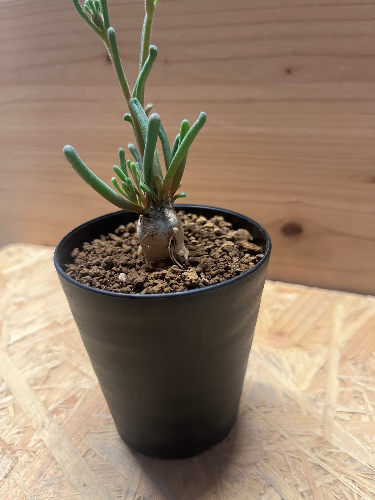 フィロボルス テヌイフロルス | GREEN LUCK