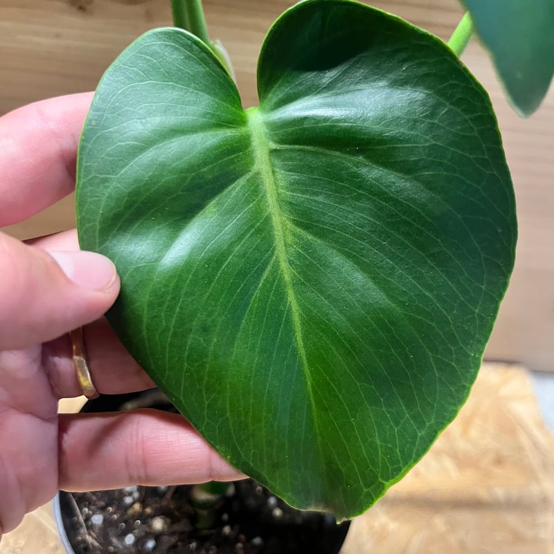モンステラ デリシオーサ 実生選抜 | GREEN LUCK