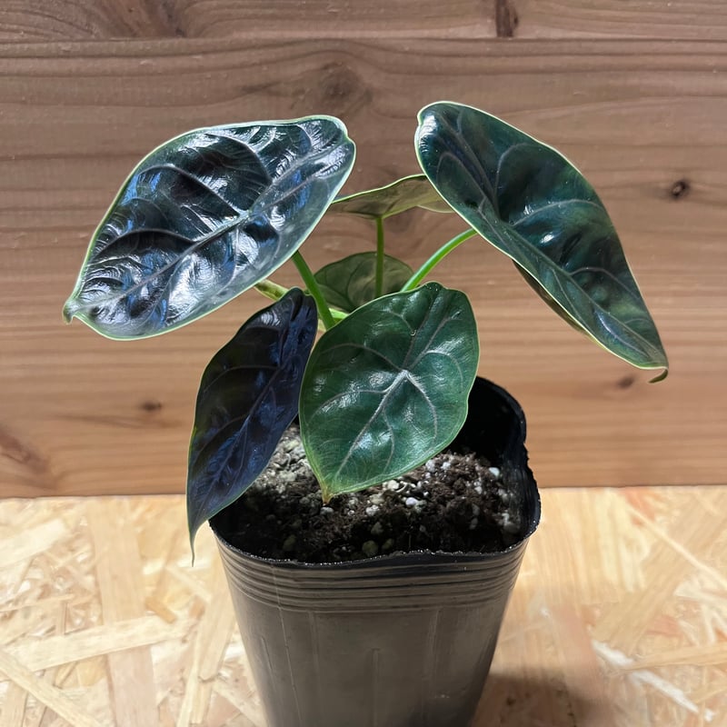 アロカシア アズラニー | GREEN LUCK