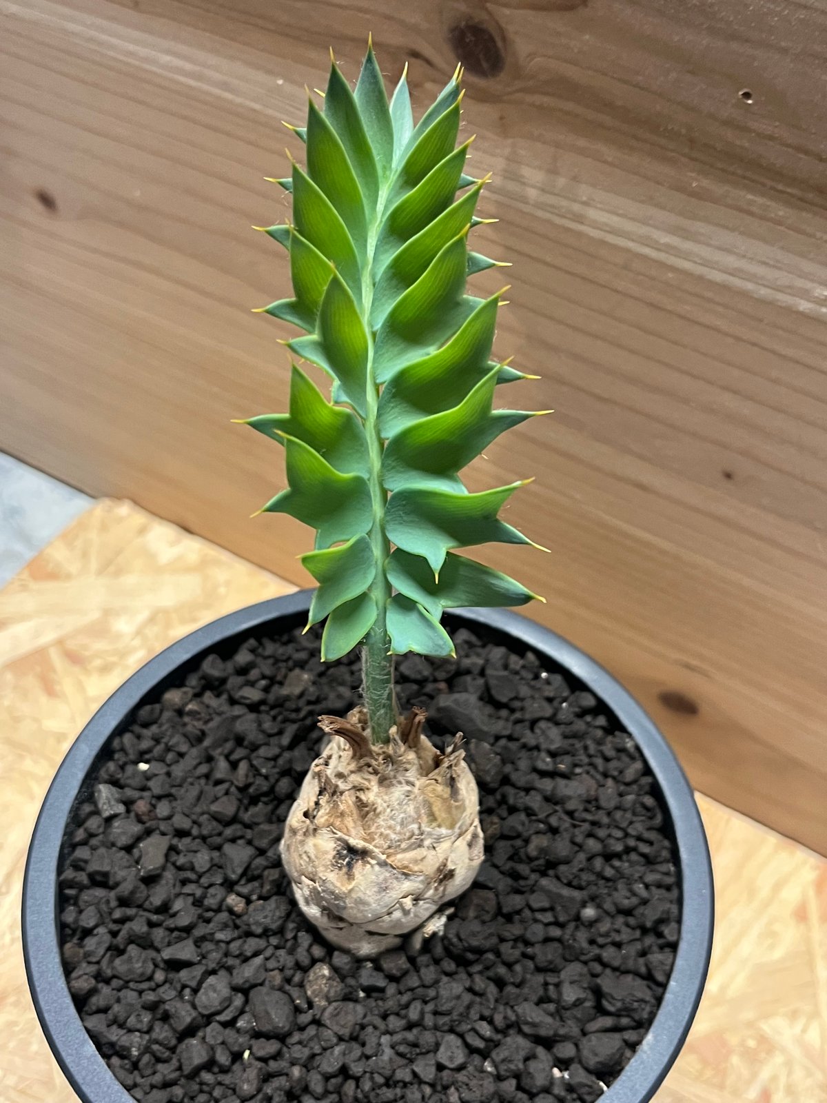 エンセファラルトス ホリダス | GREEN LUCK