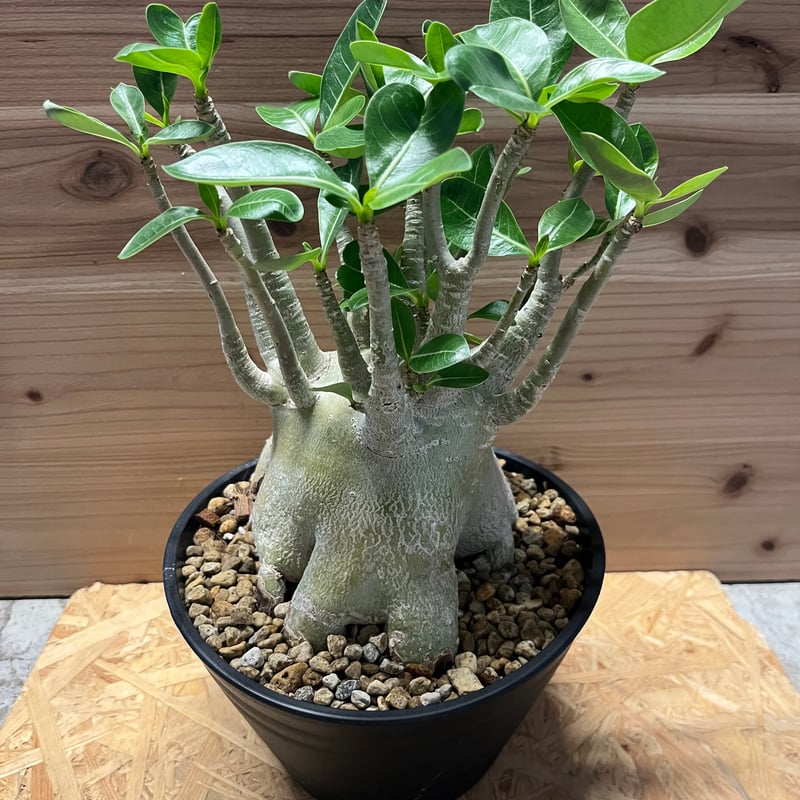 アデニウム アラビカム | GREEN LUCK