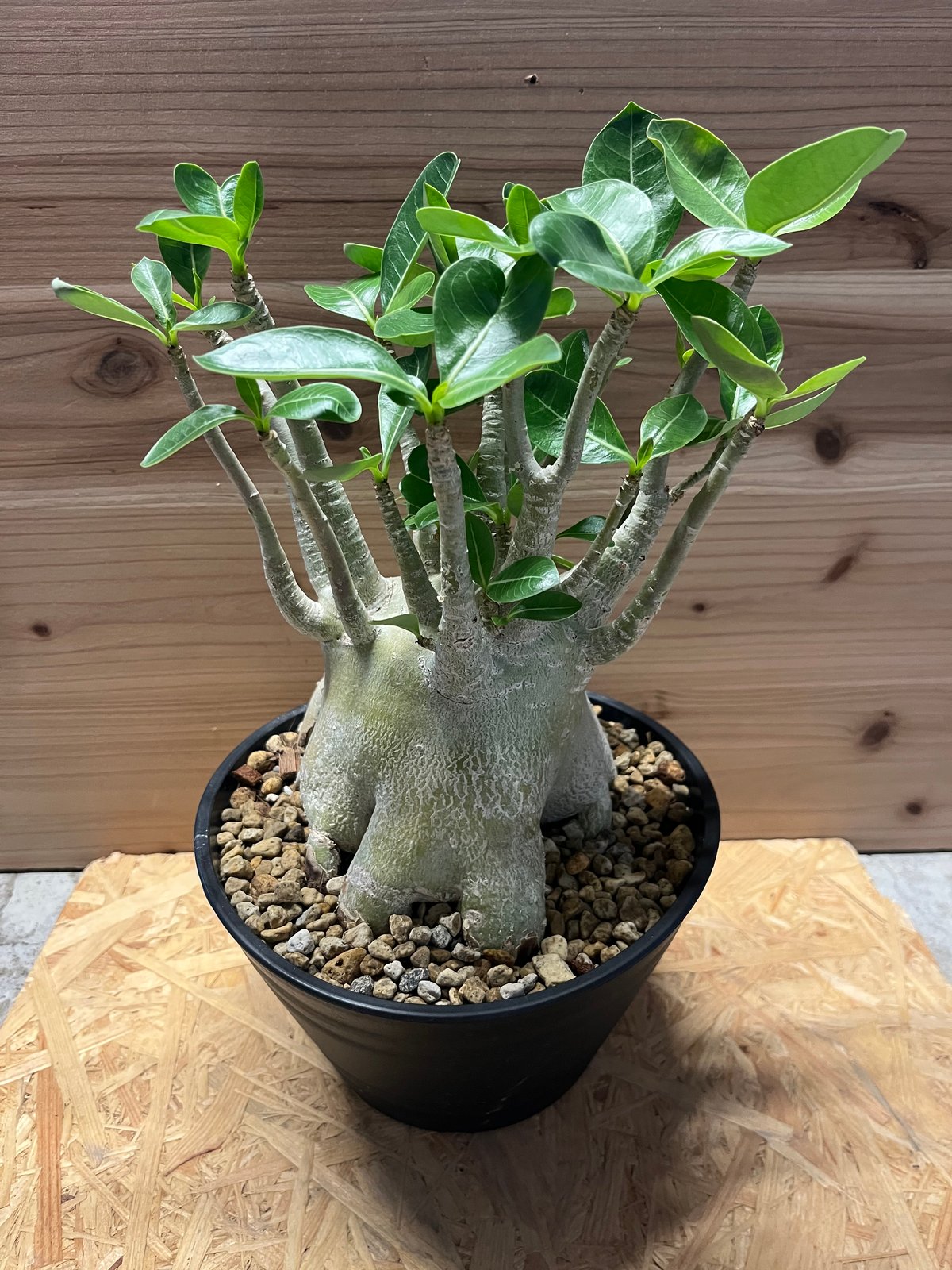 アデニウム　アラビカム アデニウム アラビカム | GREEN LUCK