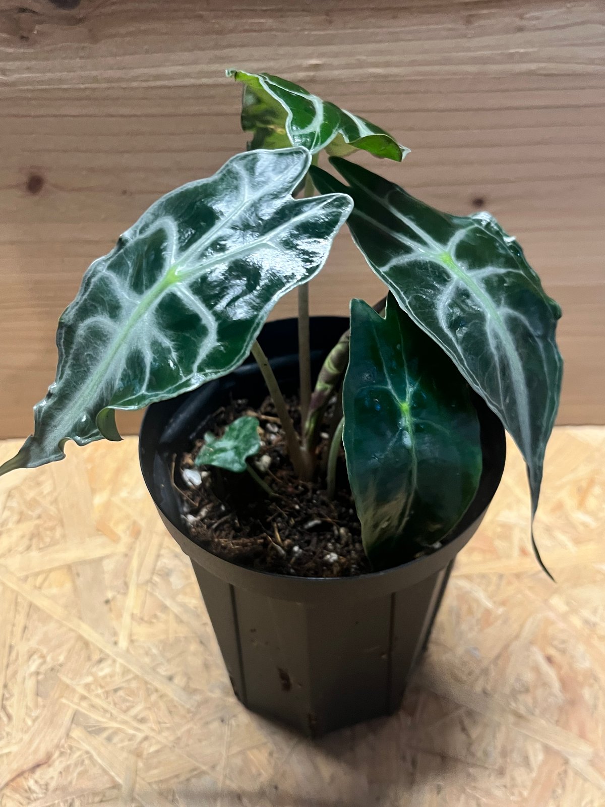 葦*様 アロカシア ベノム　ヴェノム Secret Bazaar | _ 『 アロカシア・ヴェノム(ベノム