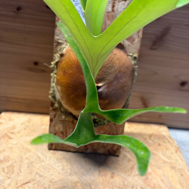 ビカクシダ アルシコルネ アフリカ | GREEN LUCK