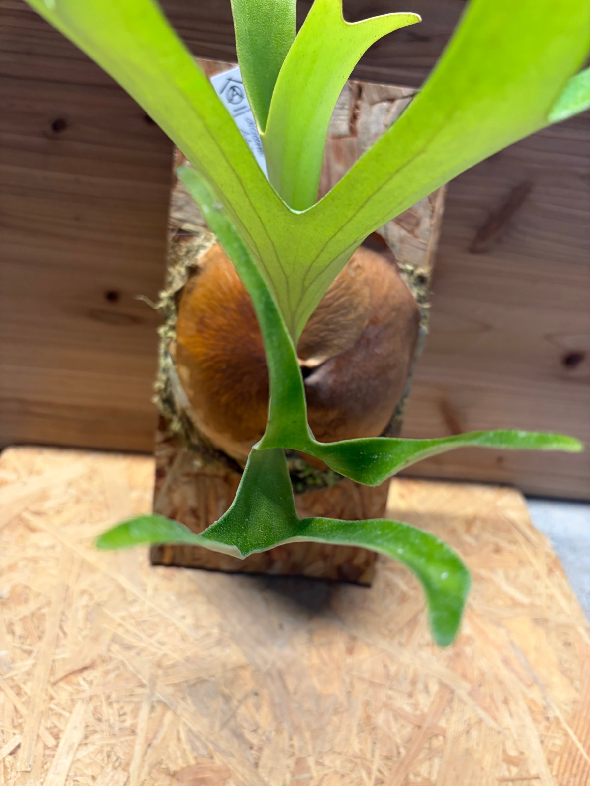 ビカクシダ アルシコルネ アフリカ | GREEN LUCK