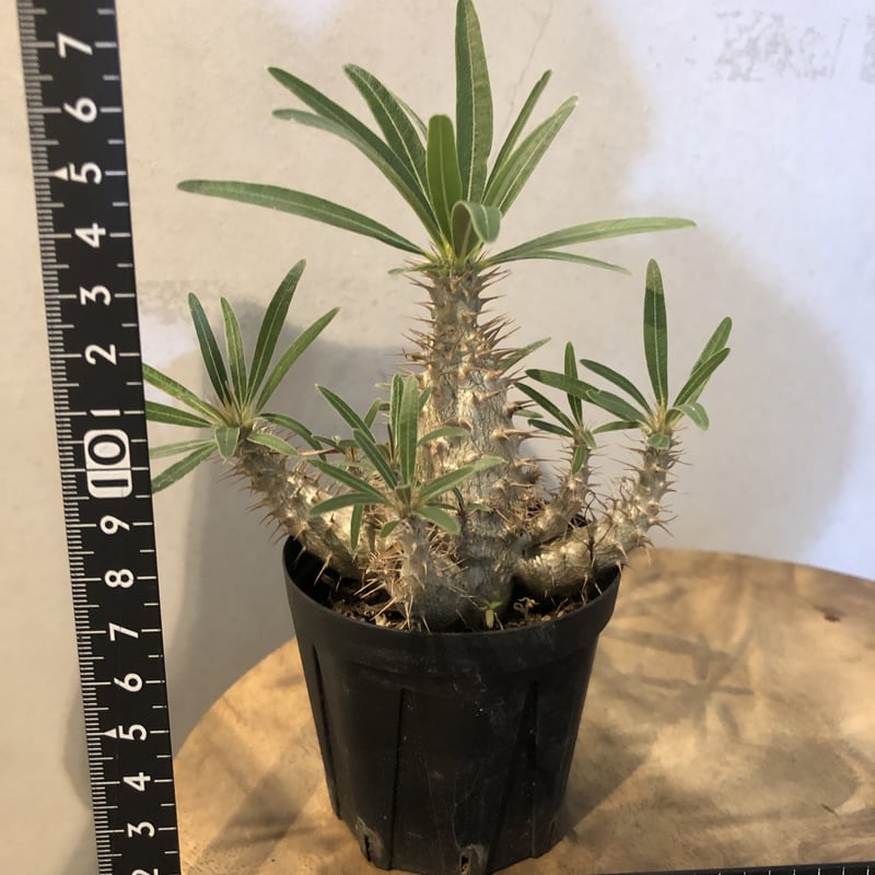 chika様　専　パキポディウムグラキリス実生 chika様 専 パキポディウムグラキリス実生 パキポディウム・グラキリス