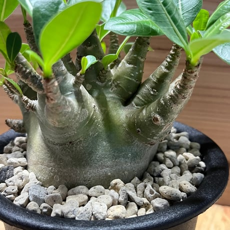 アデニウム　モンスター　ドワーフ