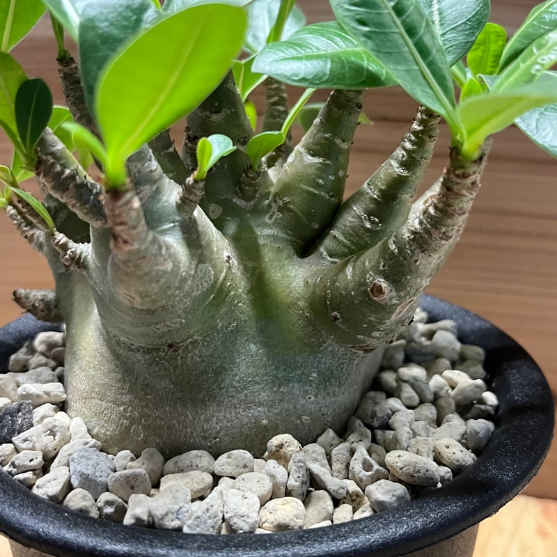 アデニウム ドワーフ　中型 アデニウム ：スーパードワーフ 6号鉢植え25-10 の通販 | 園芸ネット