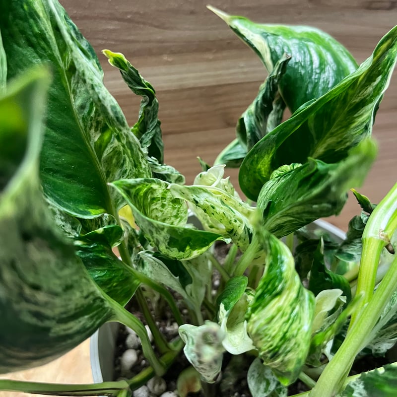 ポトス テルノラブソング | GREEN LUCK