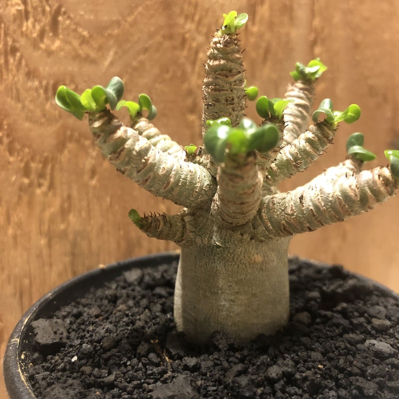 アデニウム アラビカム 巻葉 | GREEN LUCK