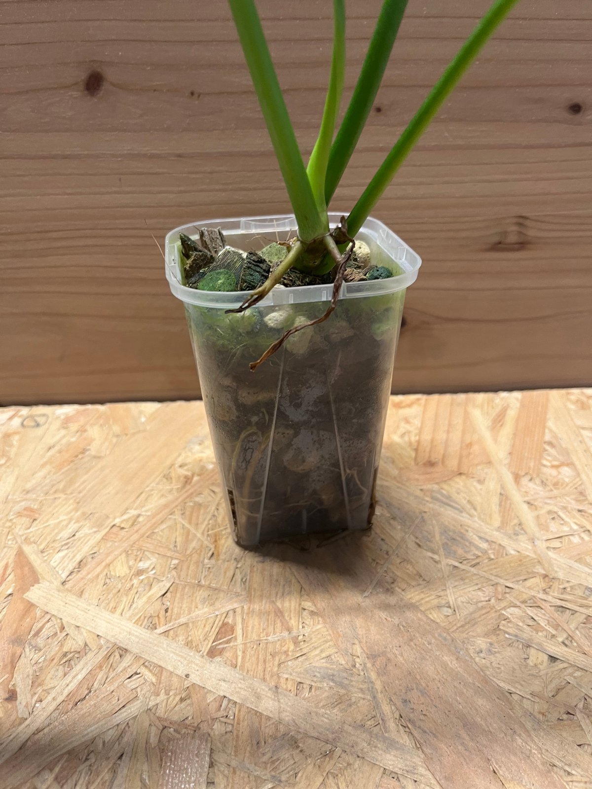 フィロデンドロン ジョーピー | GREEN LUCK