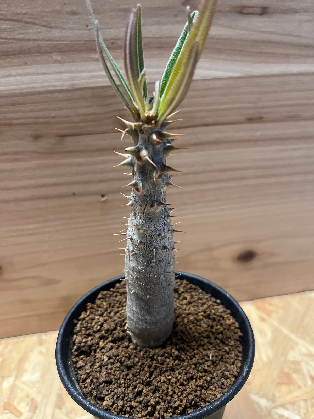 パキポディウム ドラケイ 美形 レア品種 パキポディウム ドラケイ | GREEN LUCK