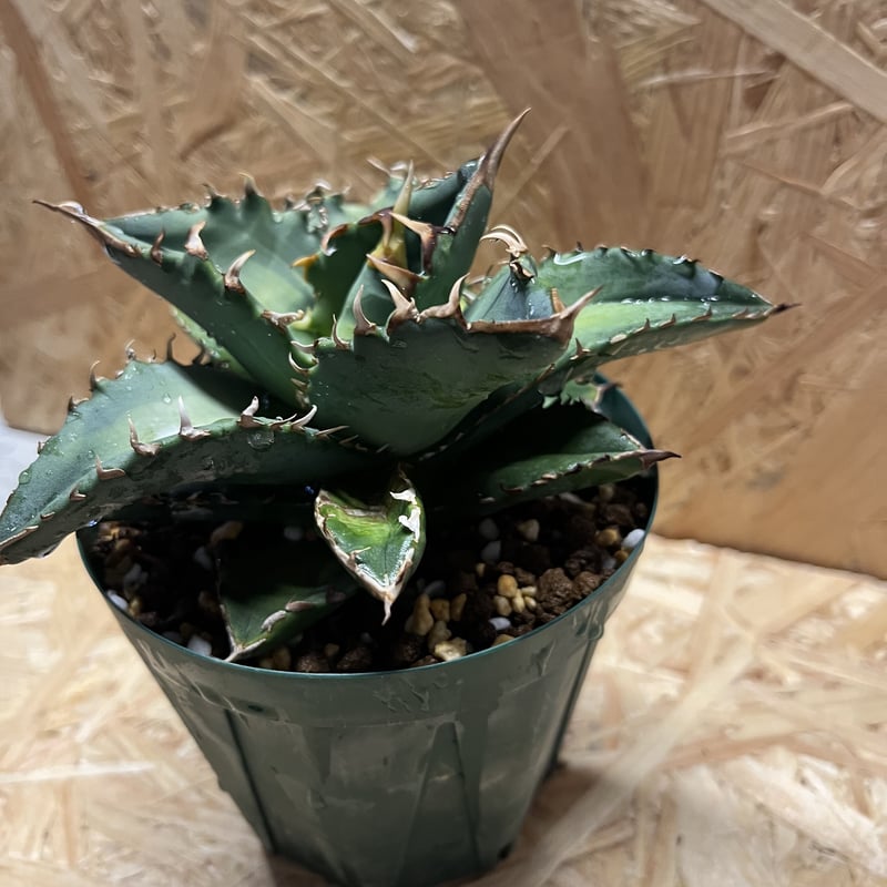 アガベ チタノタ ソーラーエクリプス 夕映巌竜 | GREEN LUCK