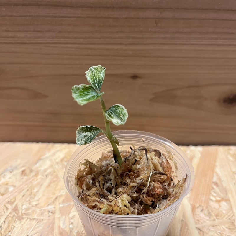 アネクトキルス sp.バリエガータ | GREEN LUCK