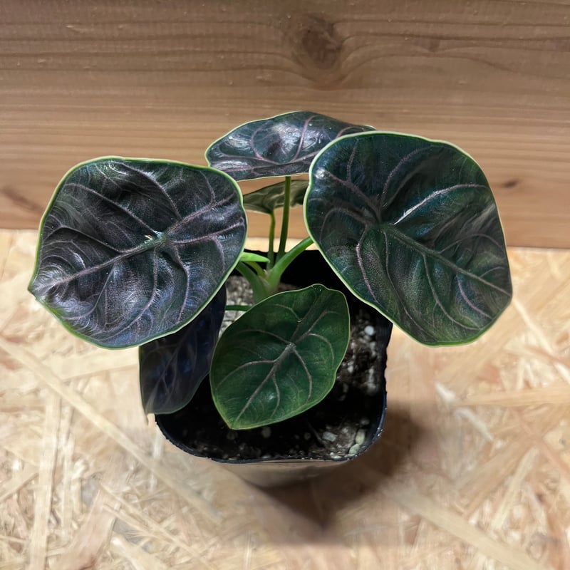アロカシア アズラニー | GREEN LUCK