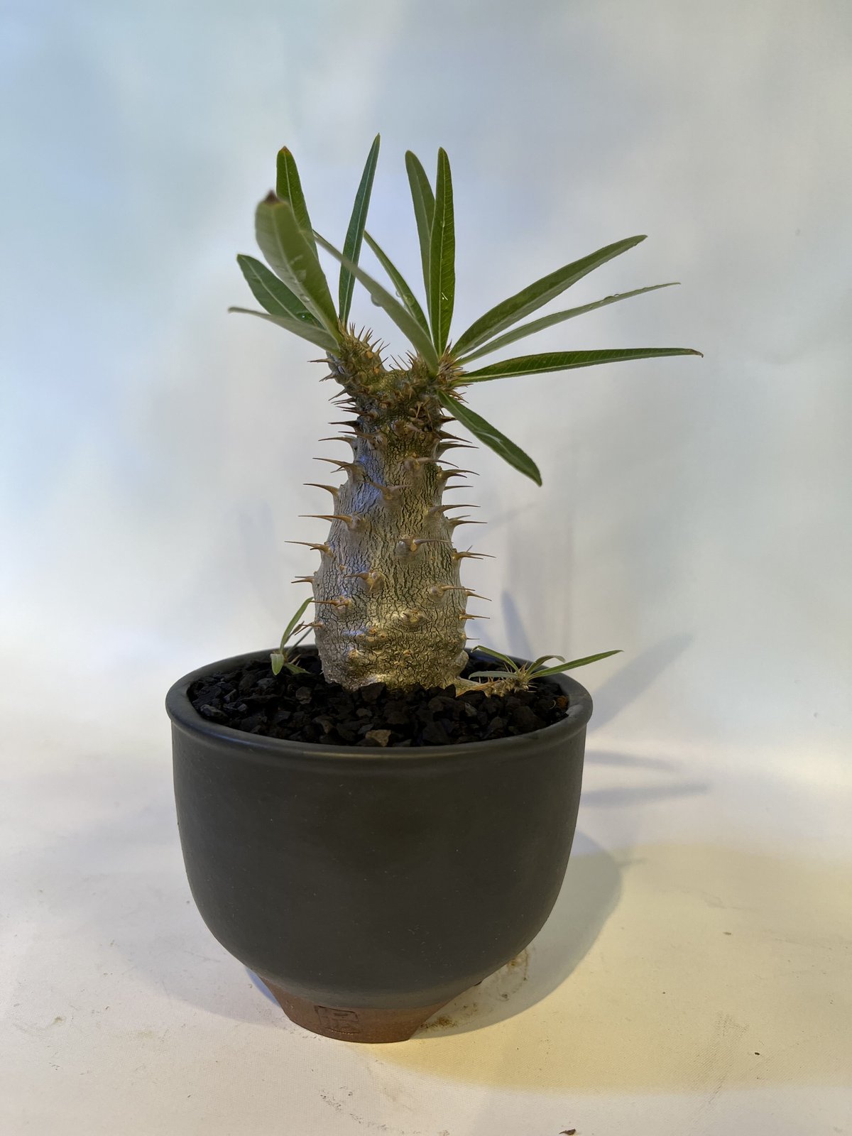 【鉢付き匿名配送】No65 実生 2年3か月 パキポディウム グラキリス fit=scale-down,w=1200