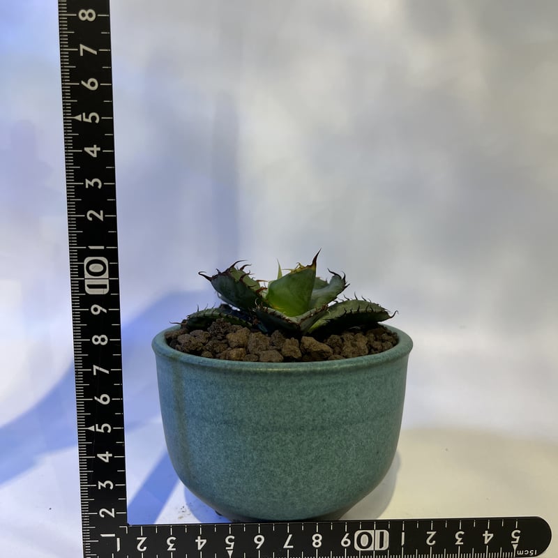 アガベ チタノタ ブラック&ブルー×伝市鉢 | GREEN LUCK