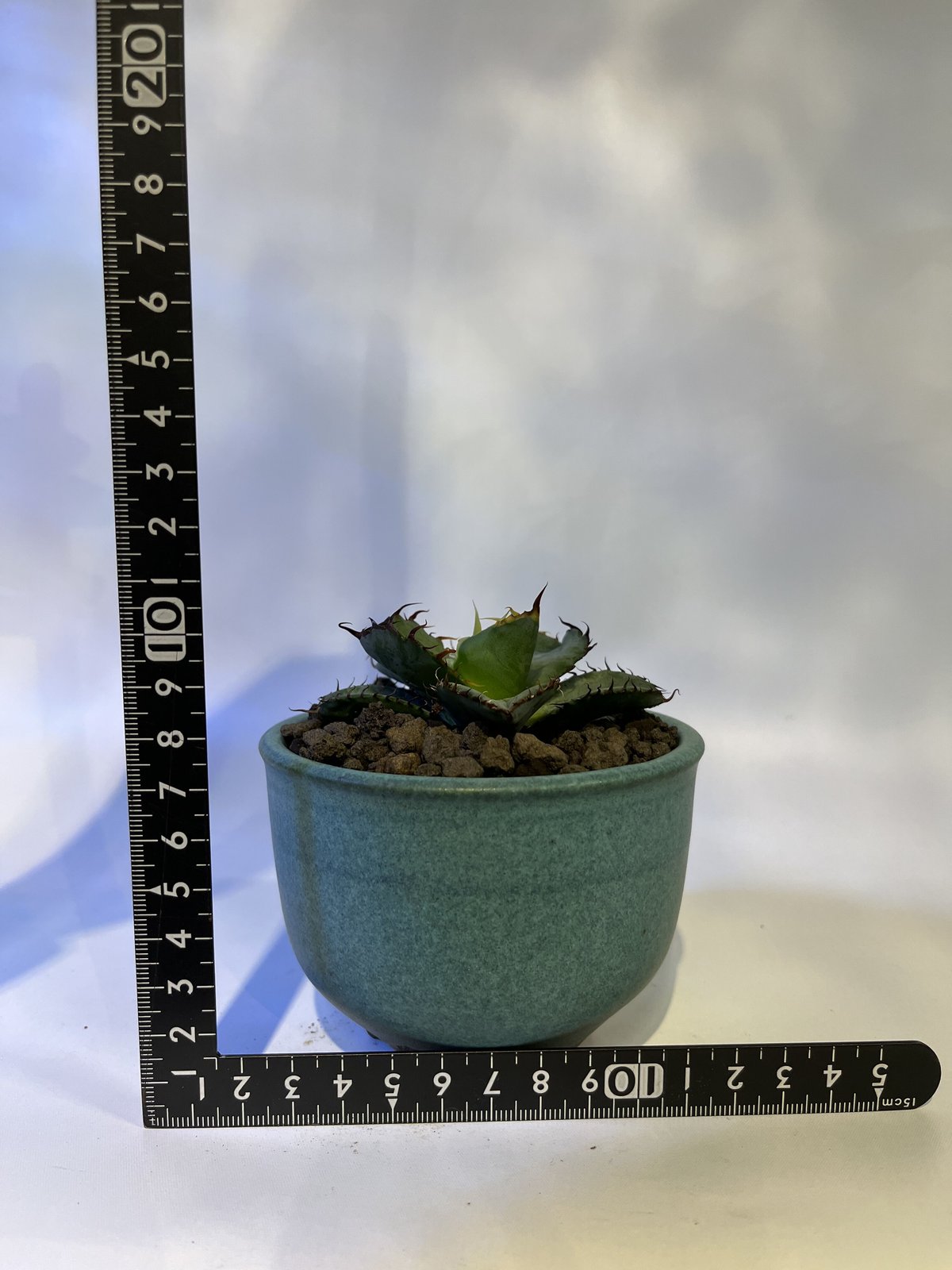 鉢付き】アガベ チタノタ ブラック&ブルー 特選中株 発根済み dip鉢