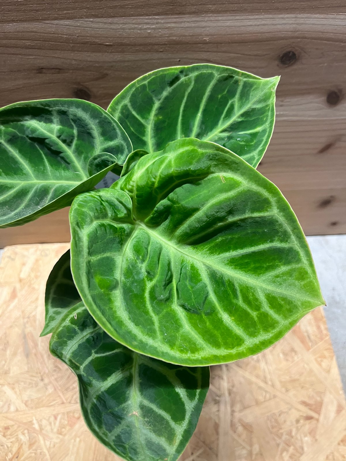 アンスリウム ドラヤキ | GREEN LUCK