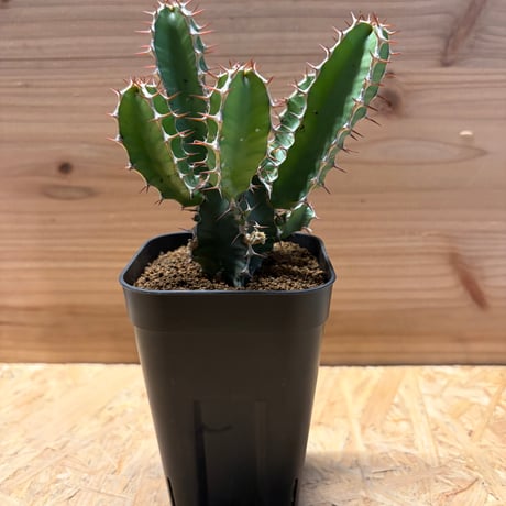 ユーフォルビアムランジーナ | STORES