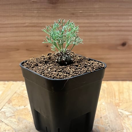 モンソニア | STORES